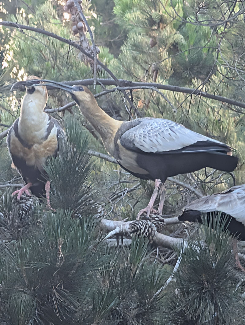 Ibis à croupion noir — Bild 1