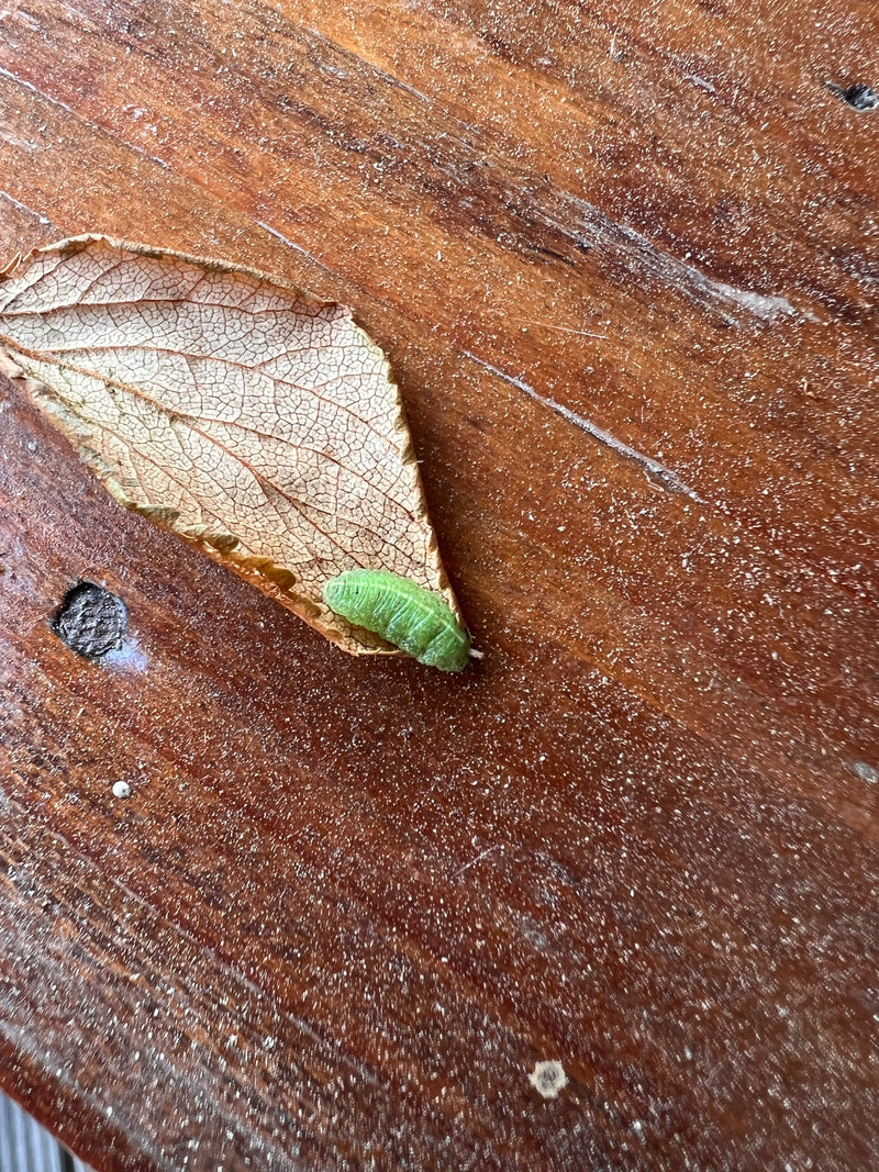 Hoverfly — Bild 1