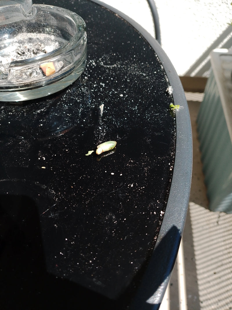 Hoverfly — photo 2 sur 9