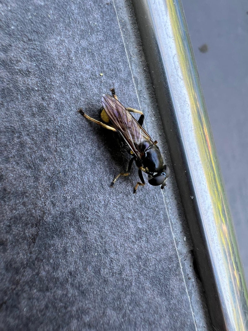 Hoverfly — photo 3 sur 9