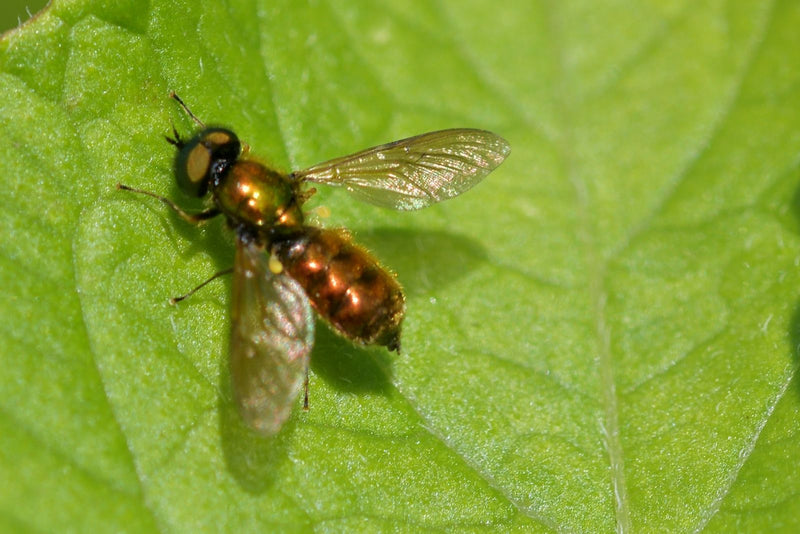 Hoverfly (Tribus Chrysogastrini) — Bild 1