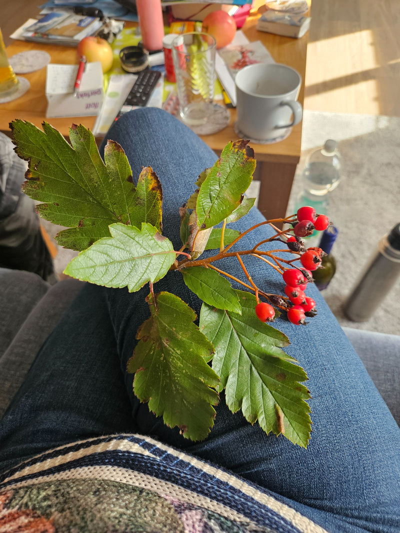 Un rameau d'Alisier de Suède avec des feuilles vertes lobées caractéristiques et des baies rouges posé sur un jean.