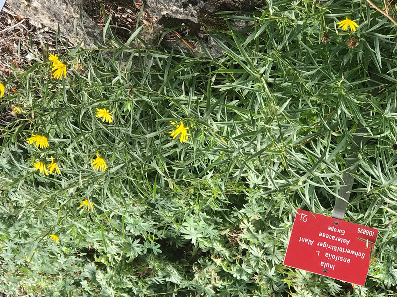 Schwertblättriger Alant — photo 1 sur 1
