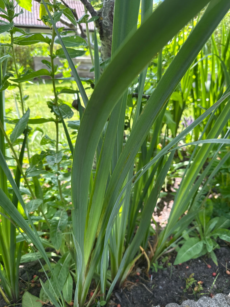 Iris (genre) — Bild 1