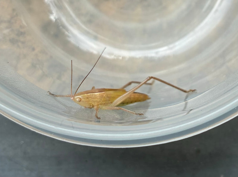 insecte épée (nymphe) — Bild 1