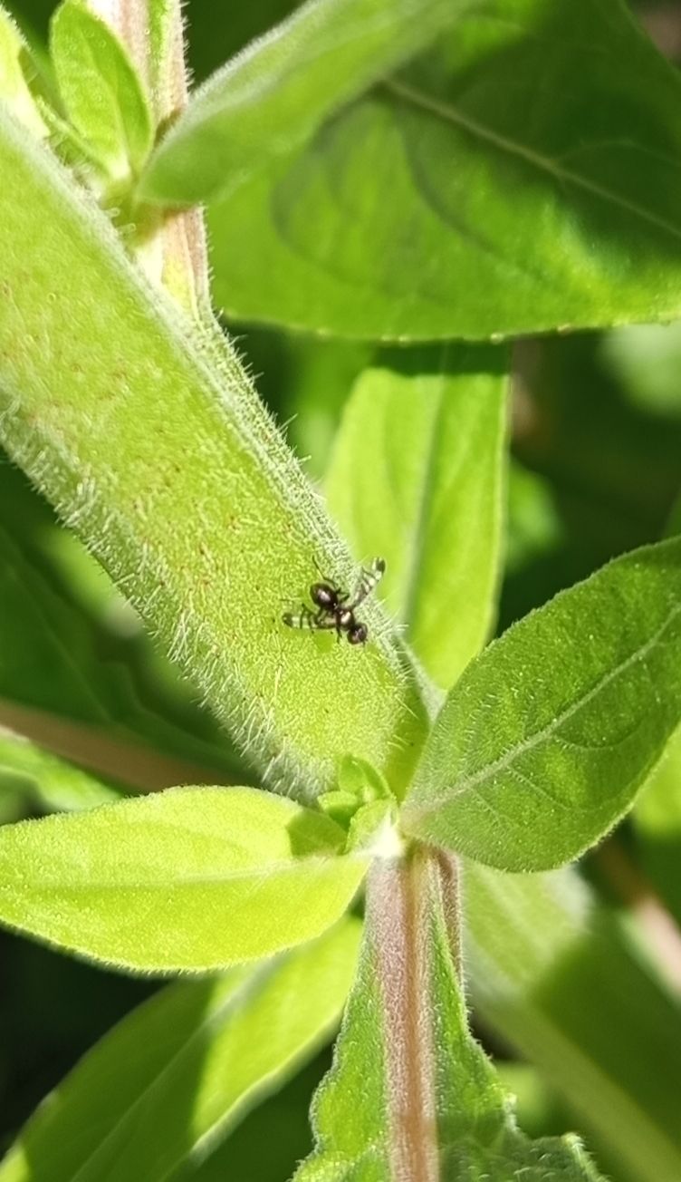balançoire mouche — Bild 1