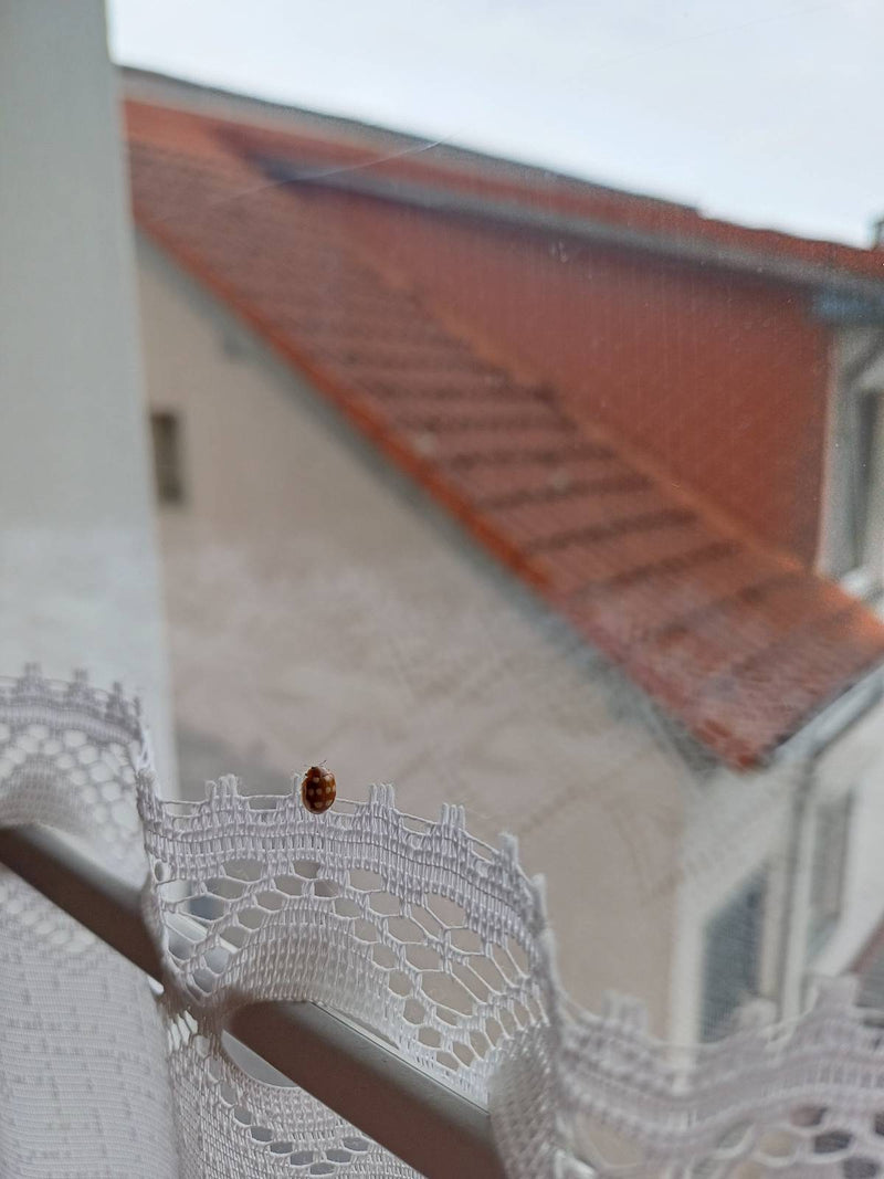 Coccinelle à seize points — Bild 1