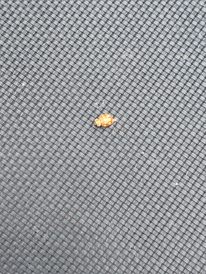 Une coccinelle à seize points repose sur une surface tressée grise.