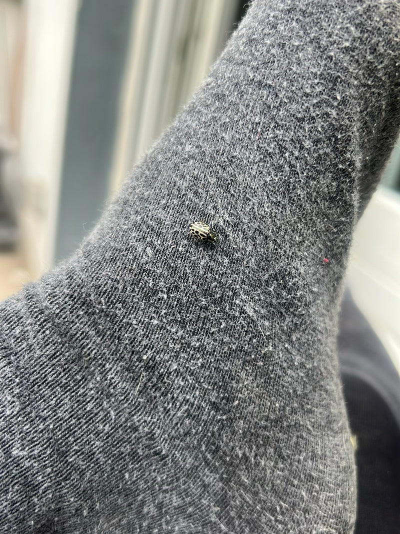 Une coccinelle à seize points est assise sur une surface textile grise. L'insecte est bien visible.