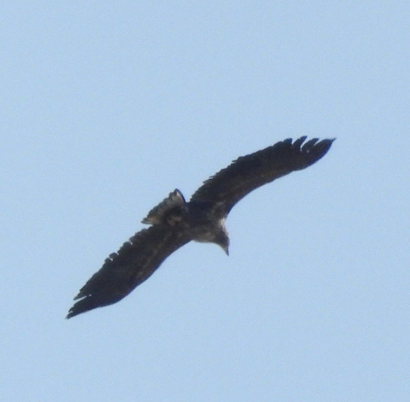 Aigle de mer — Bild 1