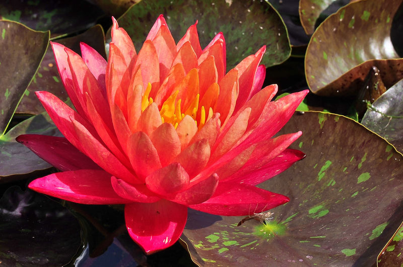 Une fleur de nénuphar rouge-orange éclatante s'ouvre à la surface de l'eau. Elle est entourée de grandes feuilles flottantes.