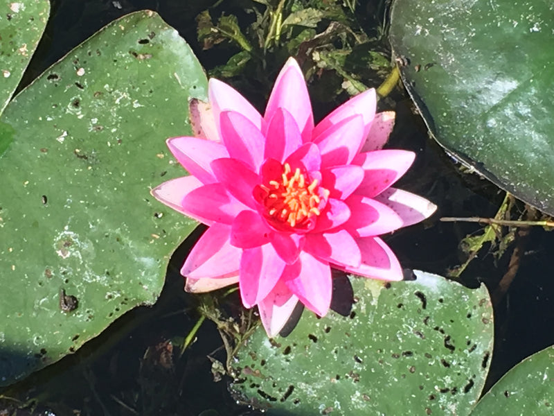 Une fleur de néant rose vif éclot au centre de l'eau, entourée de grandes feuilles flottantes vertes.