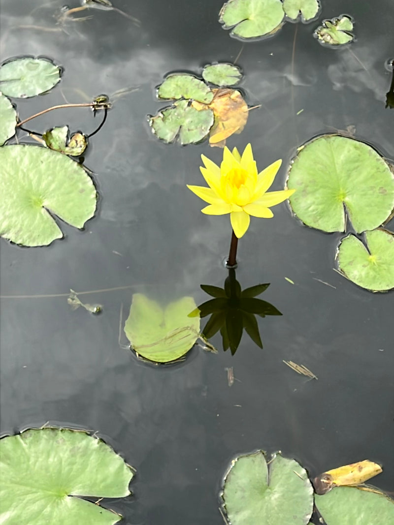 Une fleur de nénuphar d'un jaune éclatant émerge de l'eau, entourée de feuilles flottantes vertes à la surface.