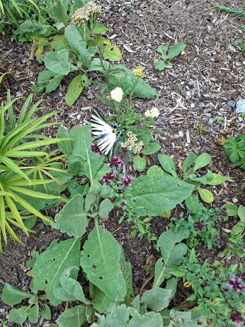 Papillon de voile — Bild 1