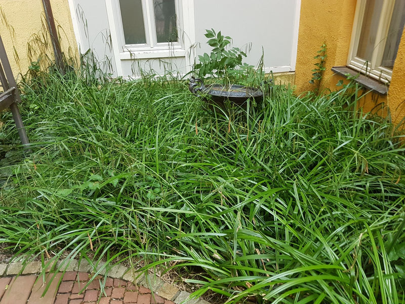Carex de lièvre — Bild 1