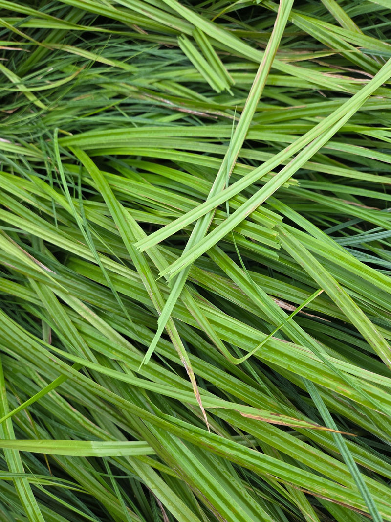On peut voir les tiges et les feuilles vertes de la laiche des lieèvres en gros plan par-dessus.
