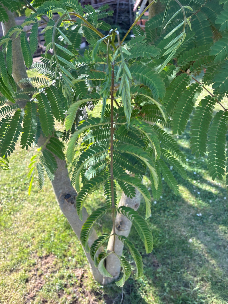 Arbre à soie — Bild 1