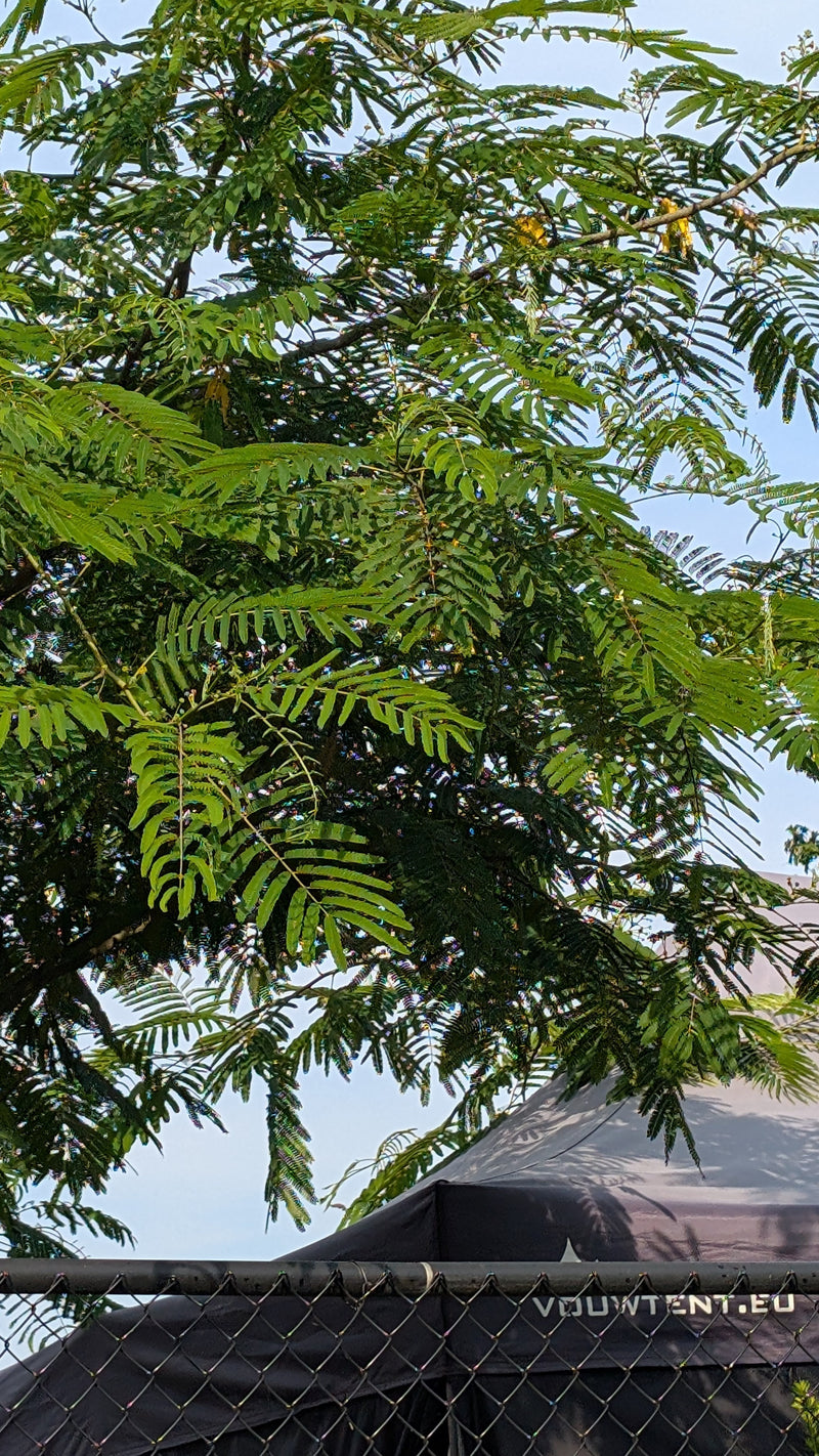 On peut voir les feuilles vertes finement pennées d'un arbre de soie se déployant sur un ciel lumineux. Une partie d'un toit de tente est visible en bas.