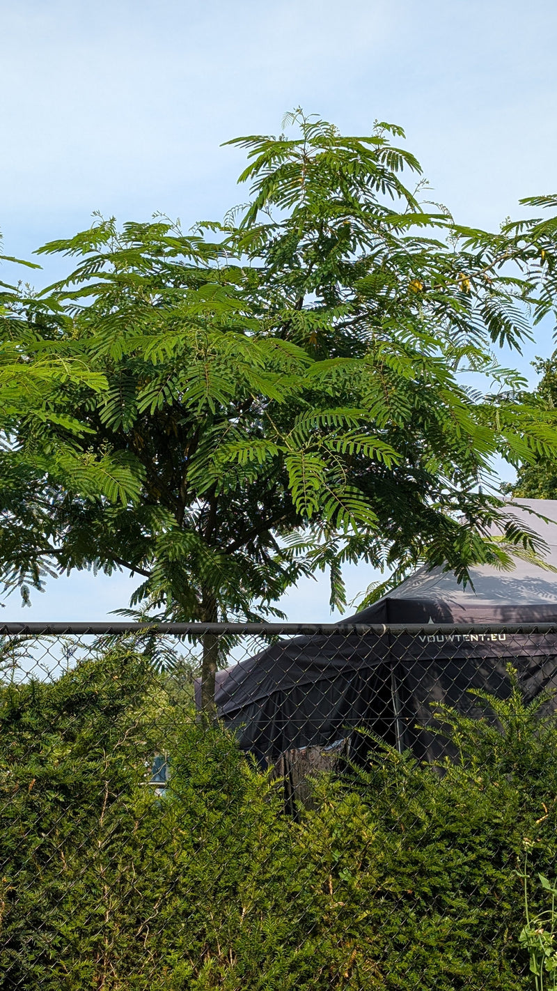 On aperçoit un albizia de taille moyenne doté de ses feuilles bipennées caractéristiques. L'arbre se dresse en extérieur devant un grillage et un ciel clair.