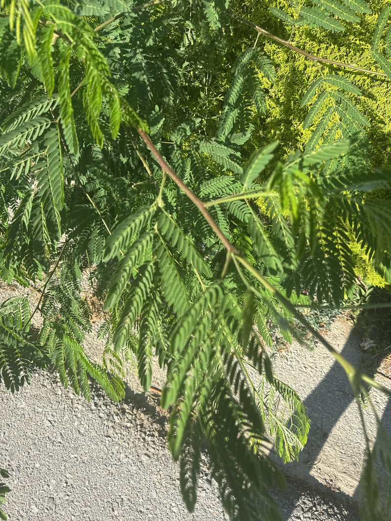 L'image montre les feuilles caractéristiques et finement pennées d'un arbre à soie. Les branches vertes se dressent devant un fond clair.
