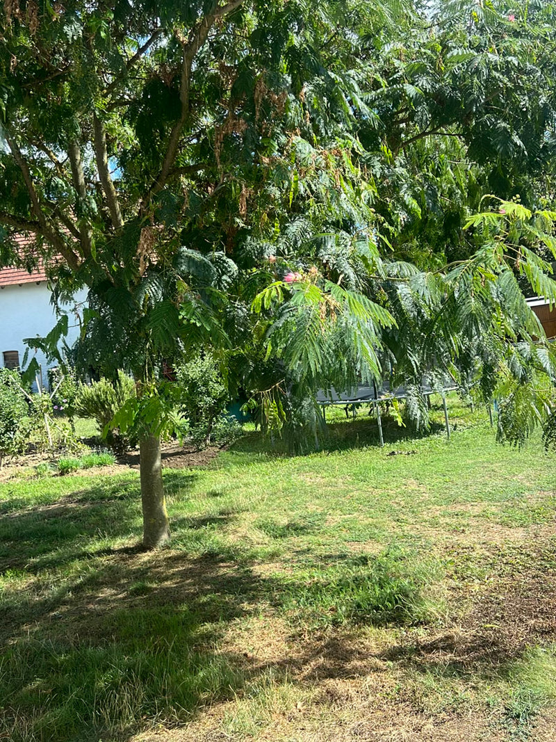 On aperçoit un jeune arbre de soie aux feuilles finement pennées et aux fleurs roses éparses, dressé sur une pelouse dans un jardin.
