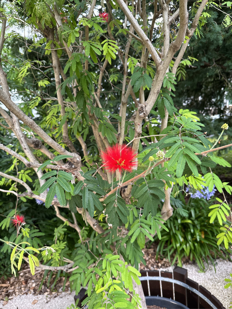 On aperçoit un arbre de soie avec ses feuilles bipennées caractéristiques et ses fleurs rouge vif. La photo montre une partie de la canopée sur fond de jardin.