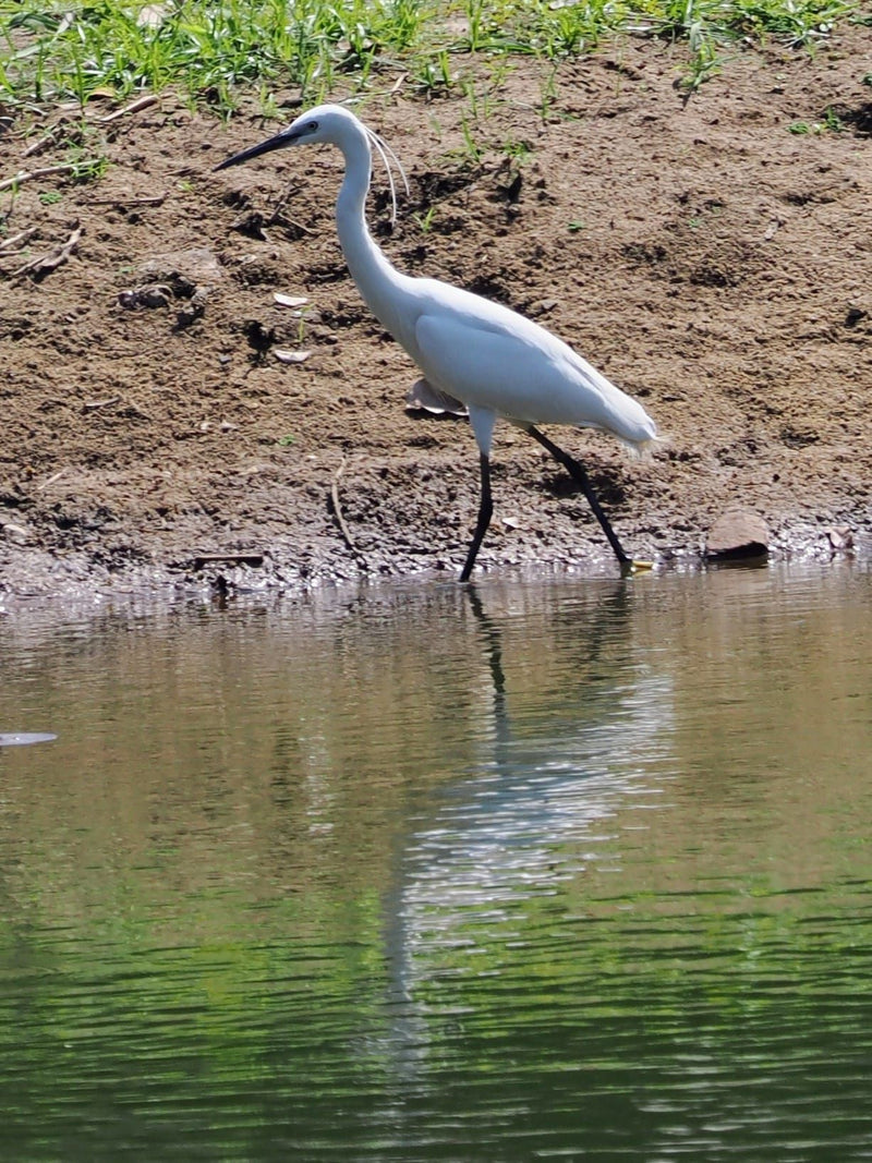 petite aigrette — Bild 1