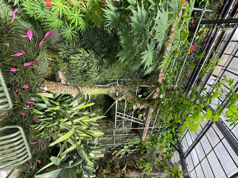 Dans une serre pousse un arbre bouteille au tronc épineux caractéristique et aux feuilles palmées.
