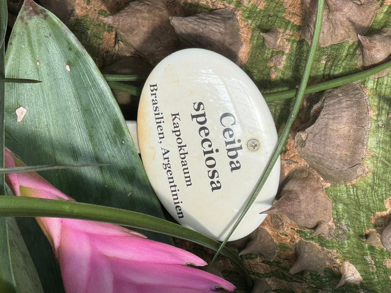 On observe le tronc épineux et verdâtre d'un arbre bouteille accompagné d'une plaque botanique et de parties d'une plante poussant devant lui.