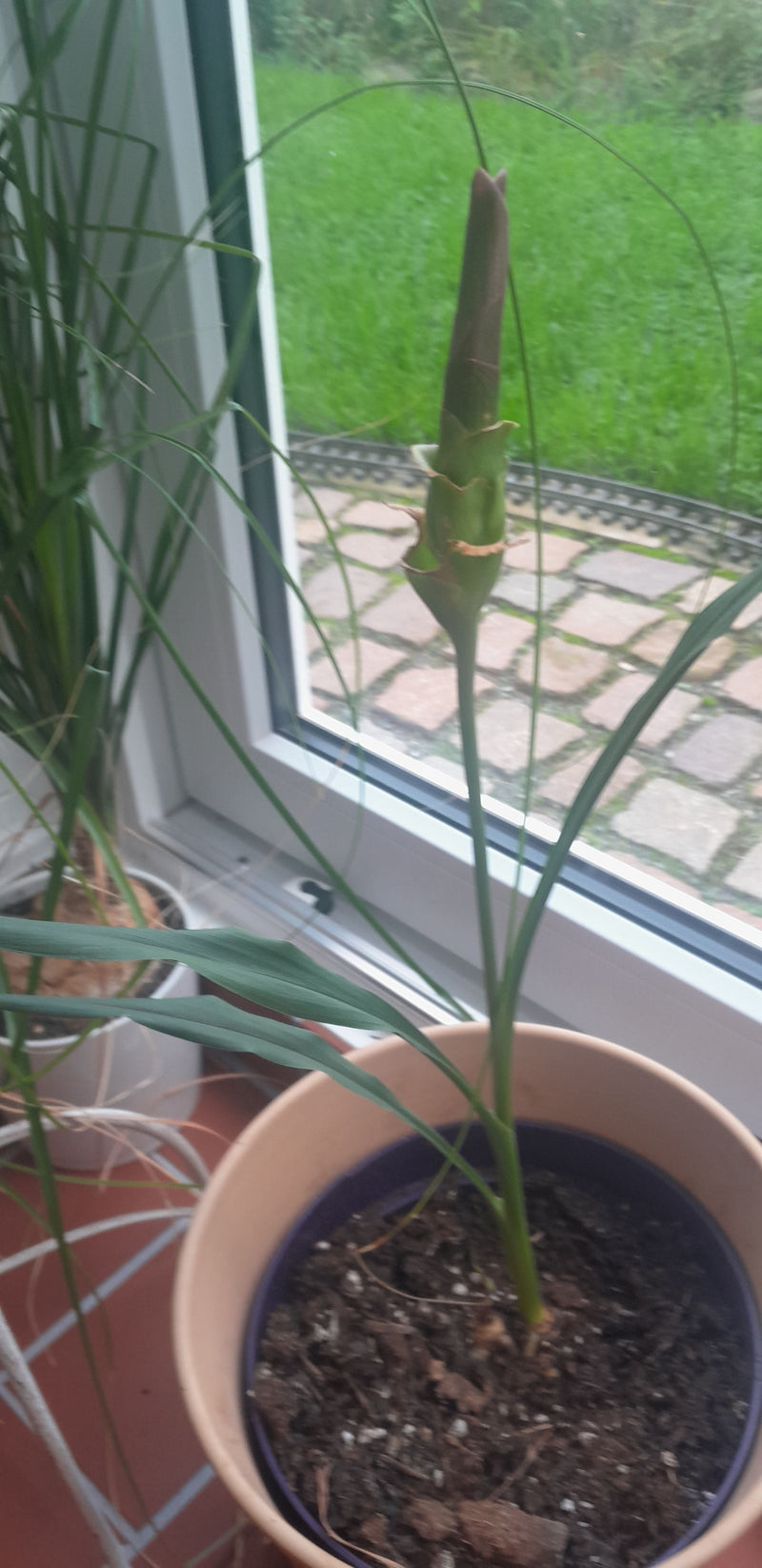 L'image montre une tulipe de Siam dans un pot de fleurs devant une fenêtre. La plante a des feuilles vertes et un bourgeon floral dressé.