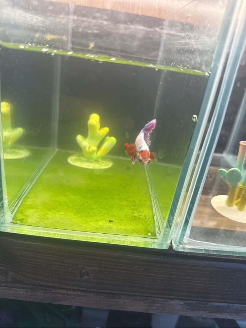 Poisson combattant siamois — Bild 2