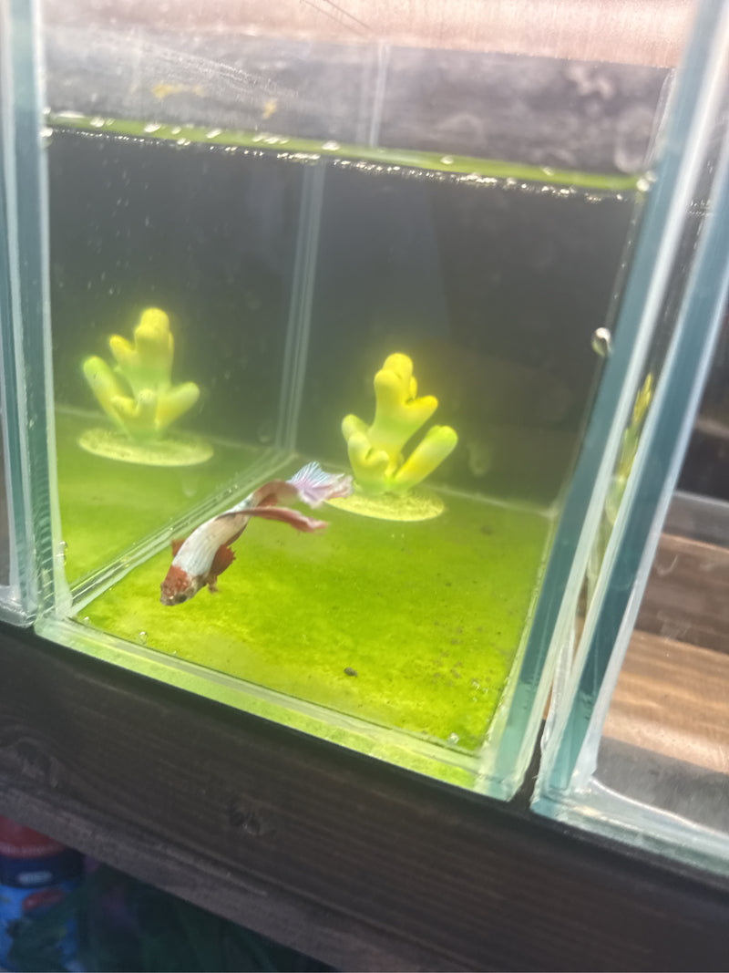 Poisson combattant siamois — Bild 1
