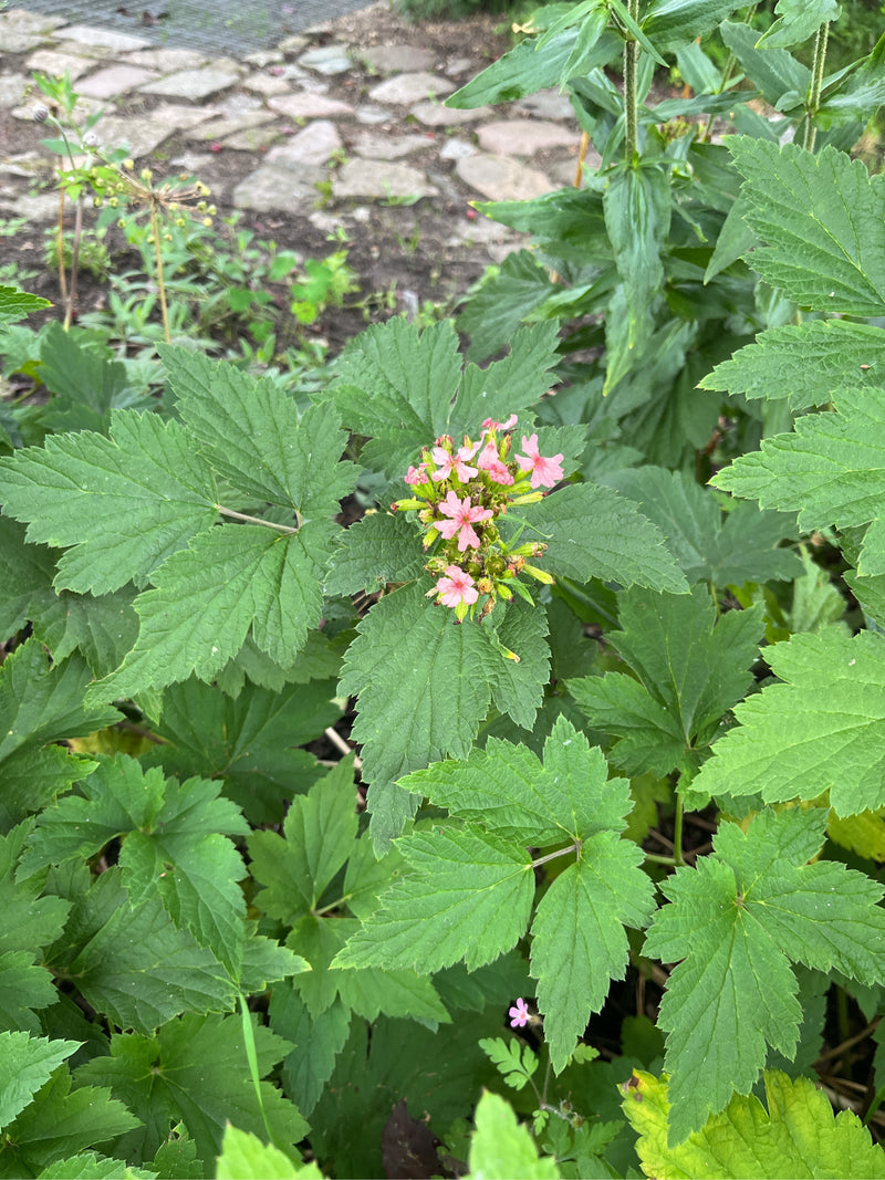 Reine des prés de Sibérie — Bild 1