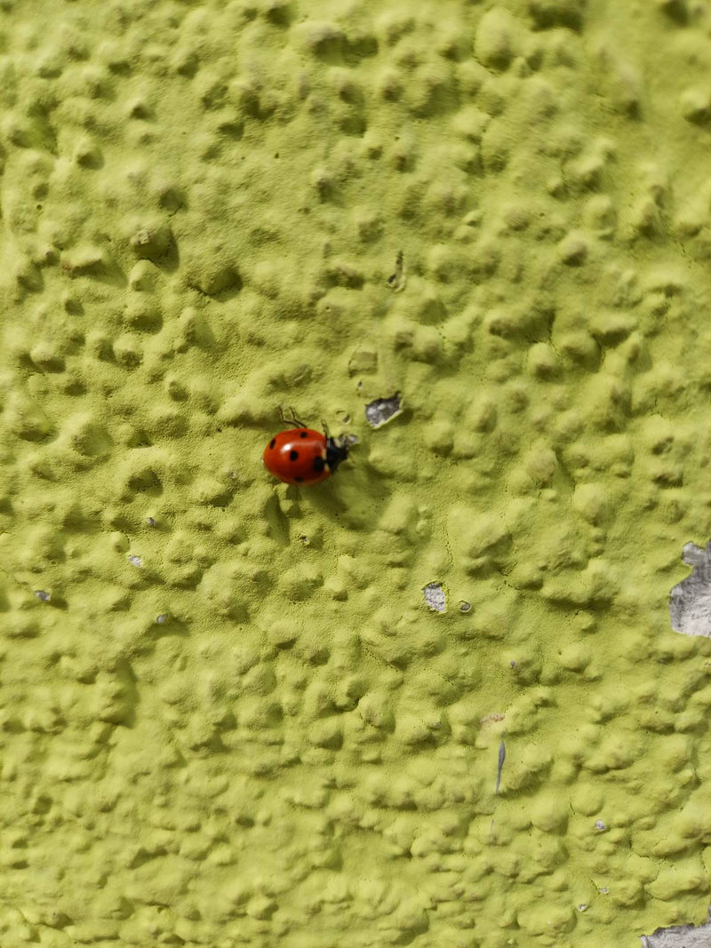 Coccinelle à sept points — Bild 2