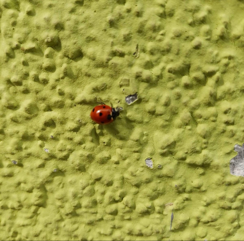 Coccinelle à sept points — Bild 1