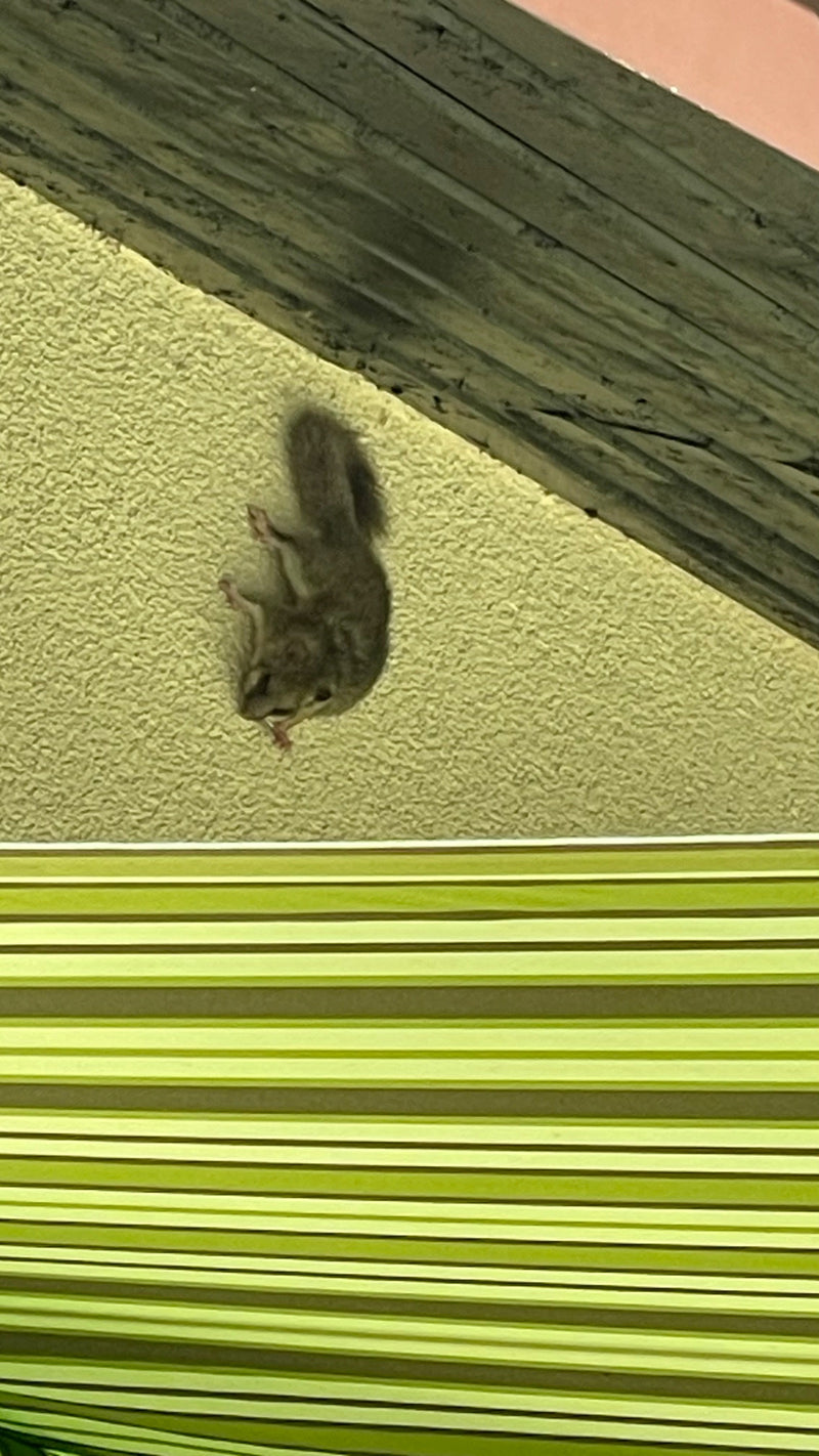 Un loir gris grimpe tête en bas sur un mur crépi sous un avant-toit.