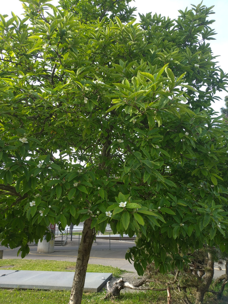 Magnolia de Siebold — Bild 1