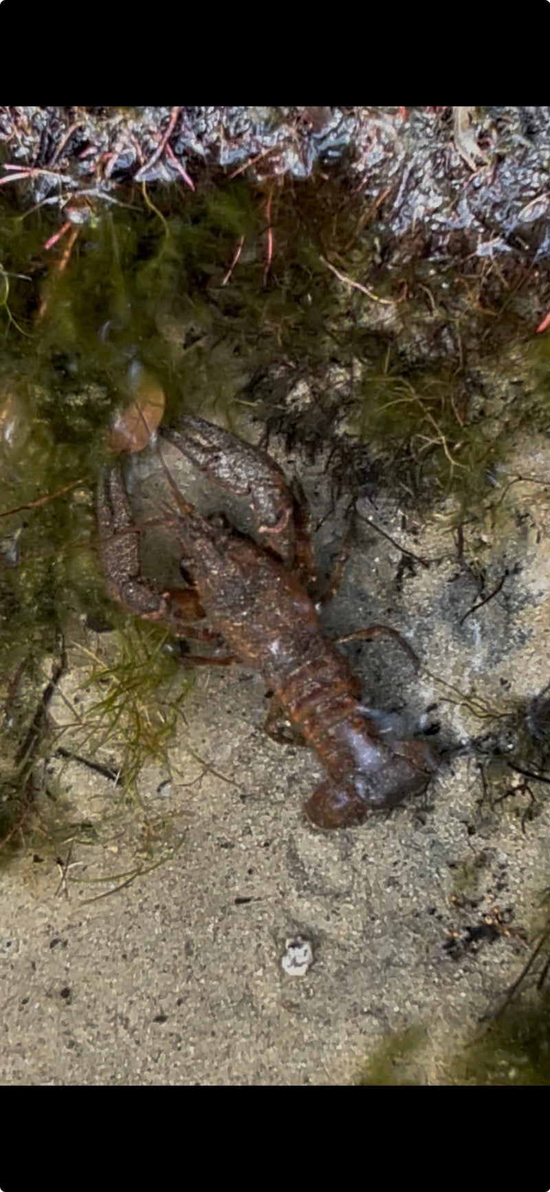 Une écrevisse de Californie repose sur le fond sableux d'un cours d'eau près de plantes aquatiques.