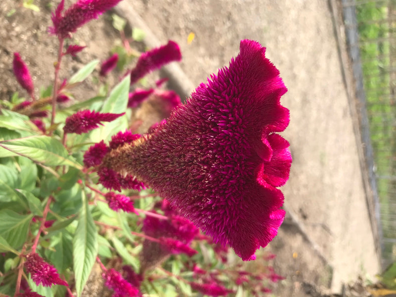 La photo montre les inflorescences pourpres remarquables d'un Celosia argentea dans un jardin. La plante est en pleine floraison sur un fond sablonneux.