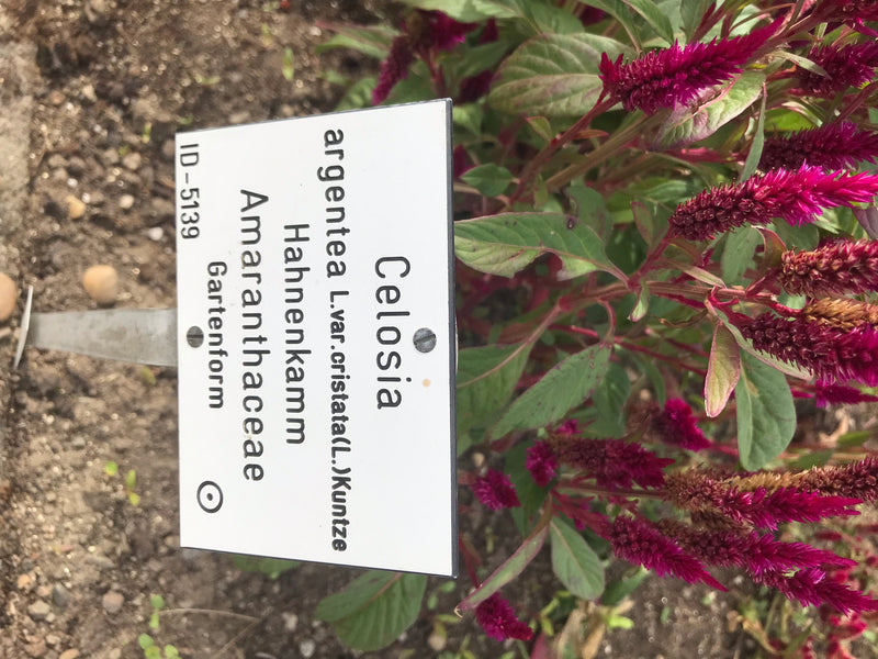 On y voit une plante de crête de coq en fleurs avec une étiquette de plante associée dans un parterre de jardin.