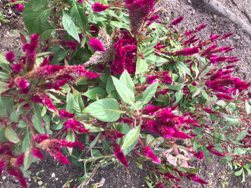 On voit une plante en fleurs de l'espèce Celosia argentea avec des inflorescences roses saisissantes et des feuilles vertes. Elle pousse dans un parterre sur...
