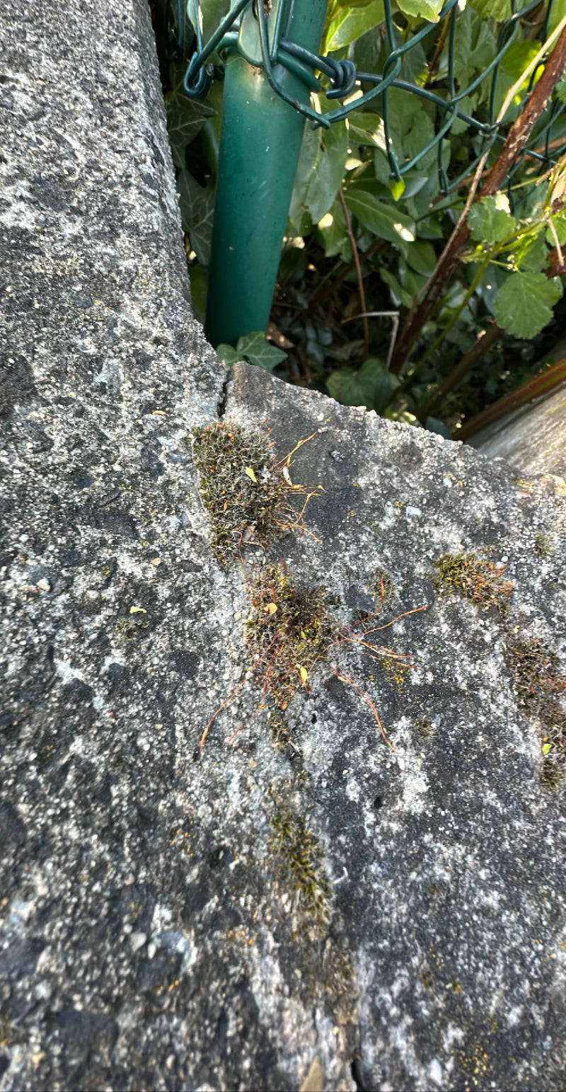 De petits coussins de mousse avec des capsules visibles poussent sur un mur en béton gris. La photo montre les plantes en perspective.