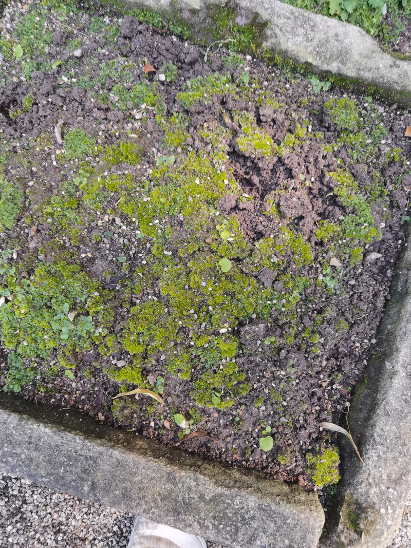 De petits coussins de bryum argenteúm poussent sur la terre. La vue montre les taches de mousse d'en haut.
