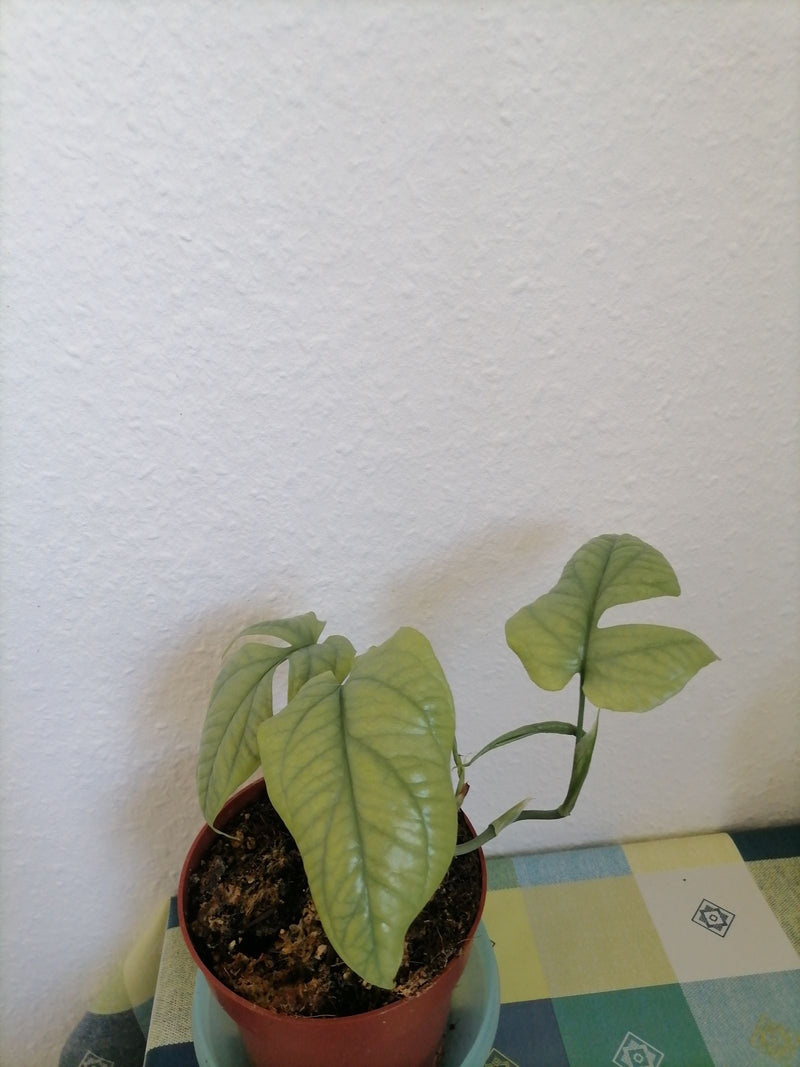 Philodendron 'Anneau de Feu' — Bild 1