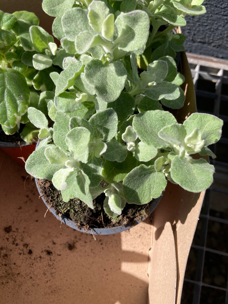 Fleur de paille argentée — Bild 1
