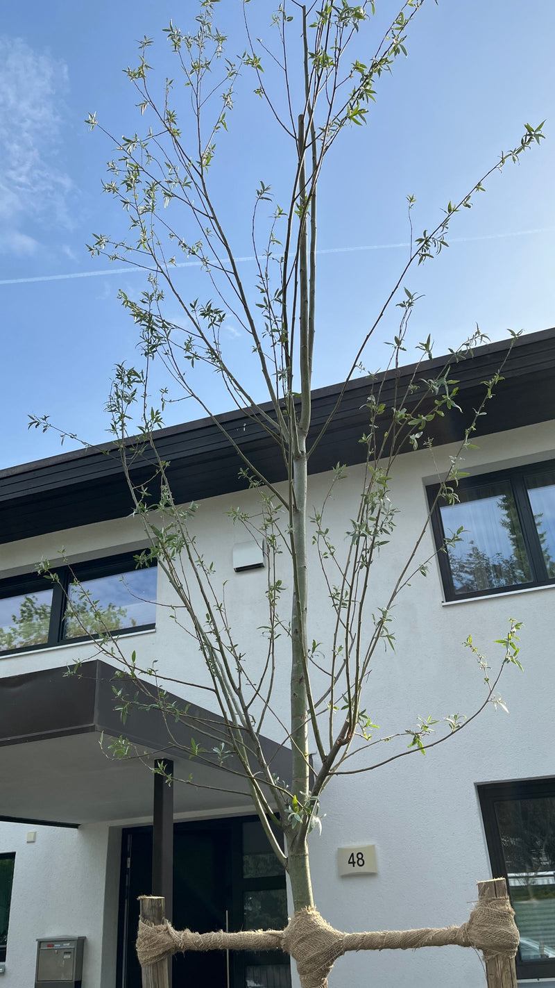 Saule blanc — Bild 2