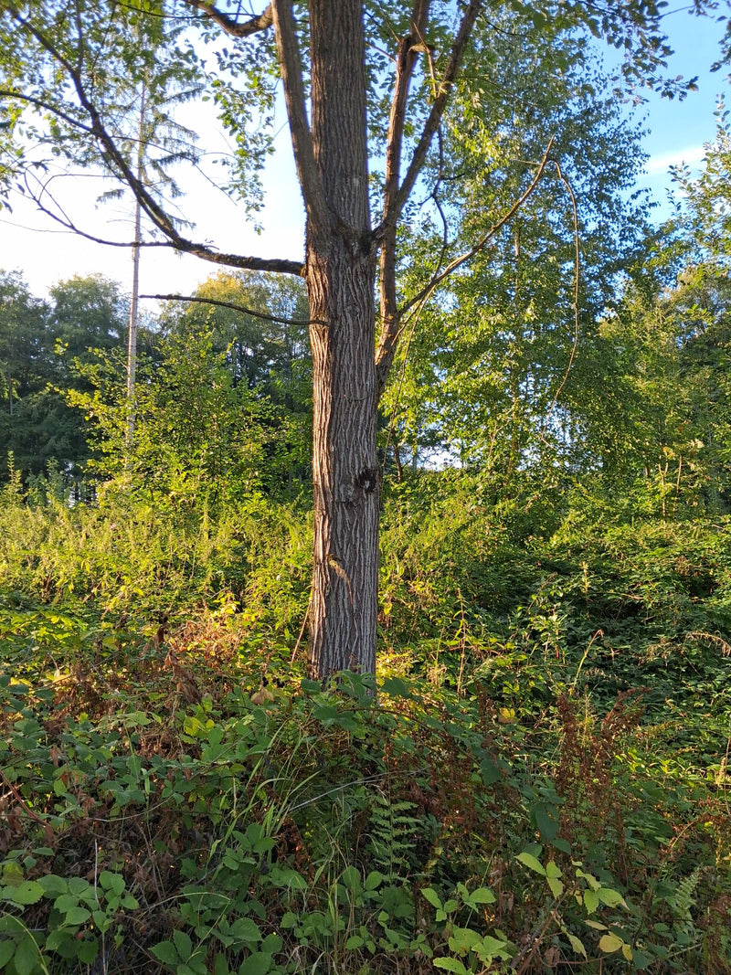 On voit le tronc et la partie inférieure d'un saule blanc poussant dans un environnement boisée. L'arbre est entouré d'une végétation basse et d'arbustes à l...