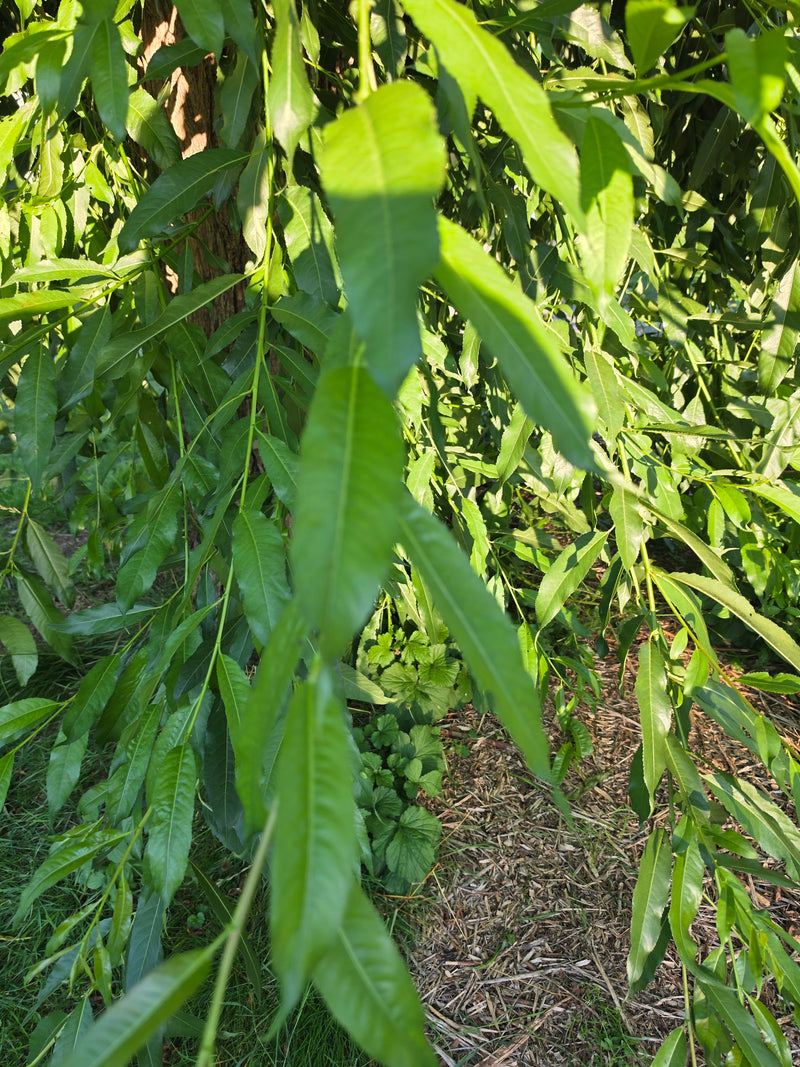 L'image montre les feuilles lancéolées et les branches caractéristiques d'un saule blanc à la lumière du soleil. En arrière-plan, on aperçoit le tronc et le ...