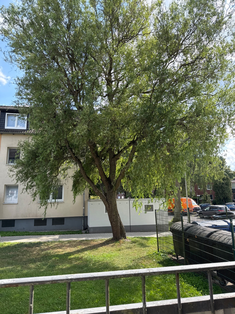 On peut voir un grand arbre à feuilles caduques avec une large cime et des feuilles étroites. Il se dresse sur une pelouse urbaine devant un immeuble résiden...