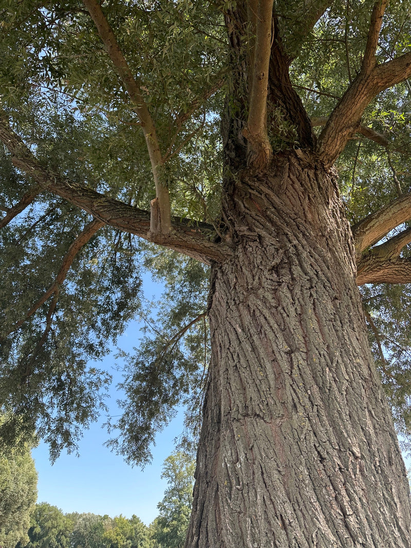 L'image montre le tronc massif et les branches étalées d'un saule blanc vus d'en bas. L'écorce profondément sillonnée et le feuillage gris-vert se détachent ...
